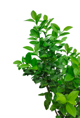 Bitkinin dalı, yeşil limon bitkisi png arka planda, Malta bitkisinin bir ağaç dalı, yeşil limon yaprağı