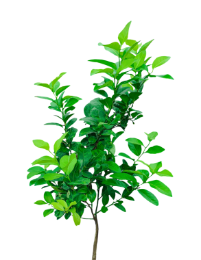 Arka planda küçük yeşil bir limon bitkisi, bir portakal ağacı, şeffaf arkaplanda yeşil bir Malta ağacı, beyaz üzerine izole edilmiş bir ağaç.