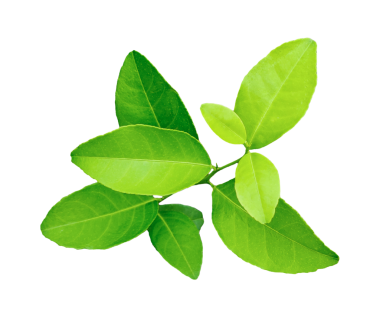 Şeffaf bir zemin üzerinde yeşil limon yaprakları, beyaz zemin üzerinde taze limon, bir bitkinin dalı, yeşil limon bitkisi png arka planda, Malta bitkisinin bir ağaç dalı, yeşil limon yaprağı