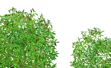 Çili ağacı çerçevesi, yeşil çili yaprağı maketi, kırmızı biber, yeşil biber, acı biber, baharatlı, arka planda yeşil çili ağacı.