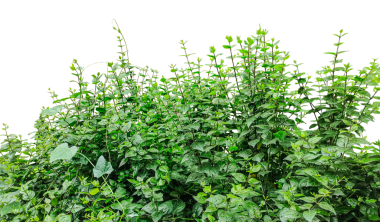 Şeffaf arkaplanda yeşil bitkiler şeffaf arka planda yeşil yapraklı bitkiler, yeşil yaprak sınırı, yeşil çimen arka planda