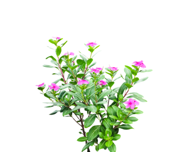 Pembe çiçekli yeşil bir ağaç, arka planda küçük pembe bir çiçek, pembe çiçekli bir bitki resmi. Bir buket pembe çiçek izole edilmiş.