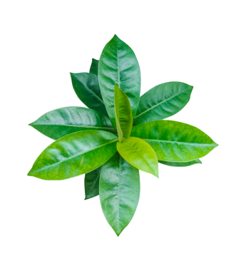 yeşil yapraklar beyaz üzerinde izole, yeşil yapraklar şeffaf arka planda, yeşil yapraklar png arkaplanda izole