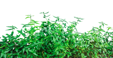 Yeşil çimenler beyaz, yeşil çimenler şeffaf bir arka planda, yeşil yapraklar bir ağaç çerçevesinde png, yeşil fesleğen çalıları şeffaf bir arka planda, yeşil bir fesleğen ağacı yaprakları çalı