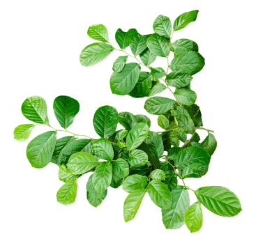 png arkaplanındaki yeşil bitki, yeşil yapraklar çerçeve, png arkaplanındaki yeşil yapraklar, bir daldaki yeşil yapraklar, png resim,