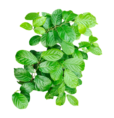 png arkaplanındaki yeşil bitki, yeşil yapraklar çerçeve, png arkaplanındaki yeşil yapraklar, bir daldaki yeşil yapraklar, png resim,