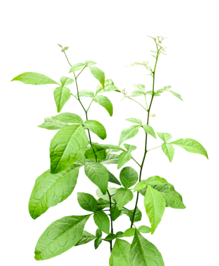 Beyaz üzerine izole edilmiş taze bir ahşap elma ağacı, üzerinde yapraklar olan bir bitki, şeffaf bir arka planda, yeşil yapraklı bir bitki.,