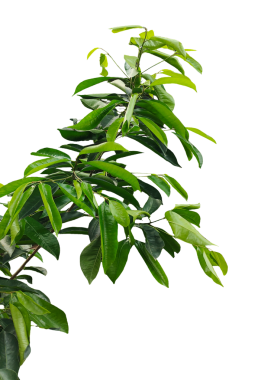  Bir dalda yeşil yapraklar, şeffaf bir arka planda yeşil yapraklar, dalında yapraklar olan bir bitki.,