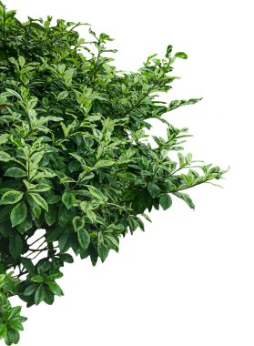 Taze maydanoz beyaza izole edilmiş, yapraklı yeşil bir çalı, yeşil yapraklı yeşil yapraklı bir bitki çalısı, taze yeşil yapraklar, taze yapraklar.