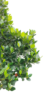  yeşil kaya meyvesi bitkileri şeffaf arka planda, yeşil yapraklar bir dalda, png resmi, yeşil yapraklar beyaz üzerinde izole