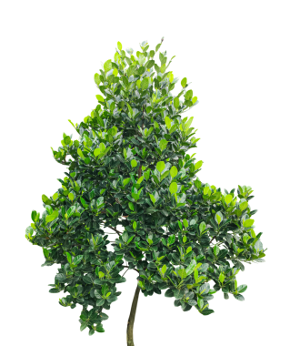 Png arka planında yeşil bir meyve ağacı, şeffaf arka planda yeşil kaya meyvesi maketi, beyaz üzerine izole edilmiş ağaç.,