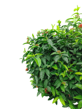  Bir demet maydanoz, beyaz üzerinde yeşil sınır yaprakları, yeşil bir bitki esprisi üst üste yapraklar, bir dalda yeşil yapraklar, png imajı