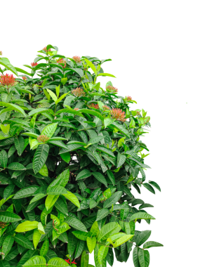  Bir demet maydanoz, beyaz üzerinde yeşil sınır yaprakları, yeşil bir bitki esprisi üst üste yapraklar, bir dalda yeşil yapraklar, png imajı