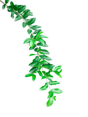 Yeşil çimenler png 'de izole edilmiş, yapraklı bir dalda yeşil bir bitki, yapraklı bir dalda yeşil bitki.,