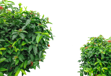 Yeşil kenar yaprakları beyaz üzerinde, iki yeşil bitki ince kırmızı çiçek çerçevesi üst üste yapraklar dalda yeşil yapraklar, png resmi,