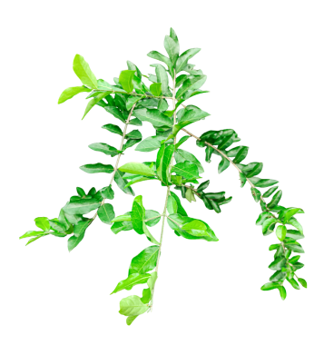  Şeffaf bir zemin üzerinde ağaçtan sarkan bir ahşap elma ağacı yeşil yaprakları, bir png arka planda yeşil bitki,