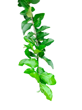  Şeffaf bir zemin üzerinde ağaçtan sarkan bir ahşap elma ağacı yeşil yaprakları, bir png arka planda yeşil bitki,