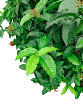  Bir demet maydanoz, beyaz üzerinde yeşil sınır yaprakları, yeşil bir bitki esprisi üst üste yapraklar, bir dalda yeşil yapraklar, png imajı,