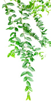  Şeffaf bir zemin üzerinde ağaçtan sarkan bir ahşap elma ağacı yeşil yaprakları, bir png arka planda yeşil bitki,