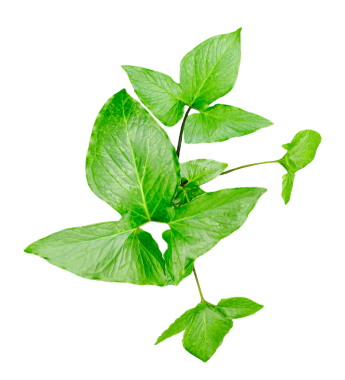 : Taze yeşil yapraklar, şeffaf bir zemin üzerinde büyük yeşil bir yaprak, png arka planda izole yeşil çiğ yaprak,