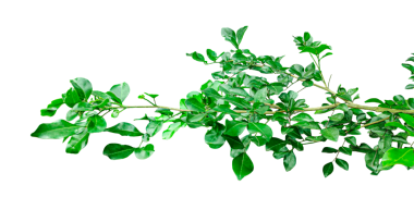  Beyaz üzerine izole edilmiş yeşil yapraklar, yakın bir ahşap elma ağacı şeffaf bir arka planda ağaçtan sarkan yeşil yapraklar, yeşil bir bitki.,