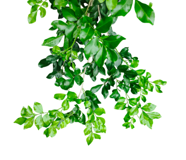 yeşil bitki png arkaplanda bir dalda asılı, yeşil yapraklar png imajında, yeşil yapraklar şeffaf bir arka planda, yaprakları dalda olan bir bitki