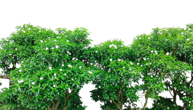  Yeşil yapraklı bir ağaç ve şeffaf bir arkaplanda beyaz bir çiçek çalısı, ağaç gövdesi, yeşil yapraklı ve çiçekli bir ağaç, yeşil çimen tarlası.