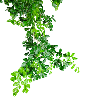 yeşil bitki png arkaplanda bir dalda asılı, yeşil yapraklar png imajında, yeşil yapraklar şeffaf bir arka planda, yaprakları dalda olan bir bitki