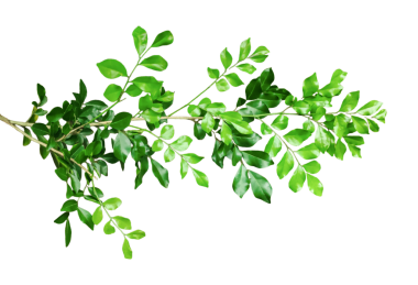 Şeffaf bir zemin üzerinde ağaçtan sarkan ağaçtan sarkan elma ağacı yeşil yaprakları, png arka planında yeşil bitki.,