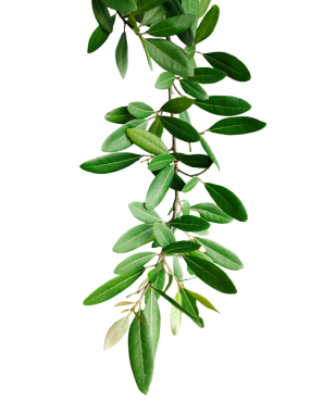  Bir dalda yeşil yapraklar, şeffaf bir arka planda yeşil yapraklar, dalında yapraklar olan bir bitki.,