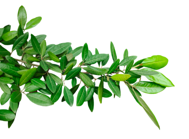 Bir dalda yeşil yapraklar, şeffaf bir arka planda yeşil yapraklar, dalında yapraklar olan bir bitki.,