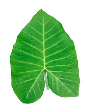  Şeffaf arkaplanda büyük yeşil bir yaprak, png arkaplanda izole edilmiş yeşil ham yaprak,