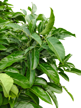 Yeşil yapraklı bir bitki çalısı png arka plan, taze yeşil yapraklar fırça, taze yapraklar