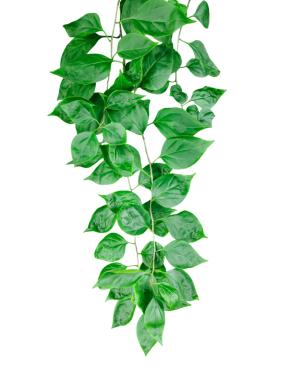 bir dalda yeşil yapraklar, png imajı, bir demet maydanoz, beyaz üzerinde yeşil sınır yaprakları, yeşil bir bitki nükteli kırmızı çiçek çerçevesi üst üste yapraklar, bir dalda yeşil yapraklar, png imajı,