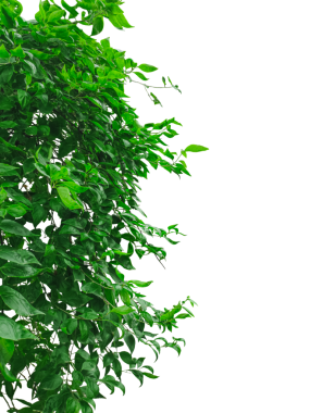 yeşil yapraklar sınır, yeşil yapraklar bir ağaç çerçevesi png, yeşil fesleğen bitkileri şeffaf bir arkaplan, yeşil bir fesleğen ağacı yaprakları şeffaf bir arkaplan, ağaç çalı