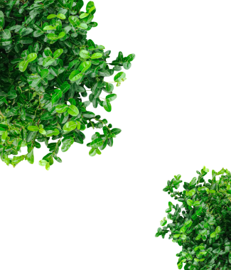 yeşil bitkiler bir png arkaplan üzerinde çalı, yeşil yapraklar çerçeve arka plan,