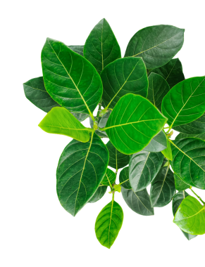 Yeşil yapraklar yalıtılmış, yeşil yapraklar arka planda yeşil yapraklar, yeşil meyve bitkileri şeffaf arka planda.,