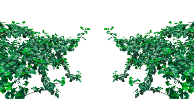 Yeşil yapraklı bir ağaç çalısı png arka planda, yeşil bitki çerçevesi, çimlerde yeşil Hibiscus,