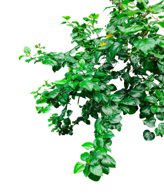 Şeffaf arkaplanda yaprakları olan yeşil bir bitki, yeşil yapraklı bir ağaç dalı olan yeşil bir bitki.,