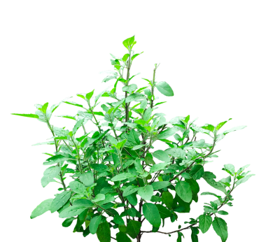  Üzerinde yapraklar olan bir bitki, şeffaf bir arkaplan, bir ağacın dalı, bir ağacın dalında izole edilmiş bir bitki.,