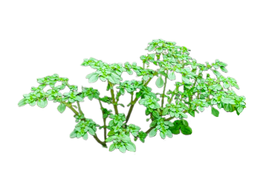 yapraklar arka planda izole edilmiş, çimenler png 'de izole edilmiş, maydanoz otlar png' de, yeşil çimenler izole edilmiş, yapraklar şeffaf arkaplanda izole edilmiş