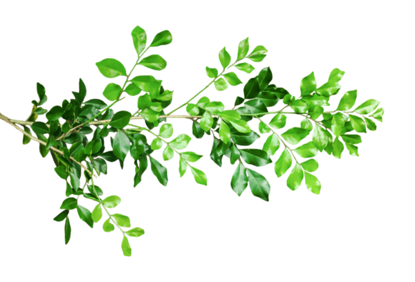 Şeffaf bir zemin üzerinde ağaçtan sarkan ağaçtan sarkan elma ağacı yeşil yaprakları, png arka planında yeşil bitki.,