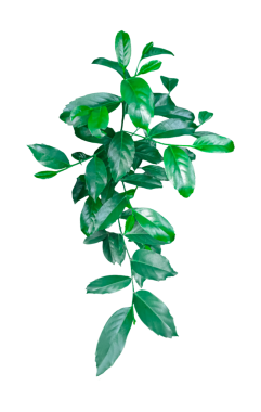 Yeşil bir ağacın dalı, şeffaf arka planda yaprağı olan yeşil bir bitki dalı.,