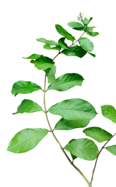 Üzerinde yapraklar olan bir bitki, şeffaf bir arkaplanda pembe çiçekli bir bitki, pembe renkli çiçeklerle izole edilmiş bir bitkinin dalı.,