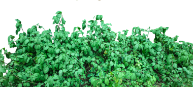 yeşil çimen dokusu, duvarda yeşil yosun, yaprakları olan bir bitki çalısı png, ağaçta yetişen yeşil bir bitki, png arka planında yaprakları olan yeşil bir sarmaşık,