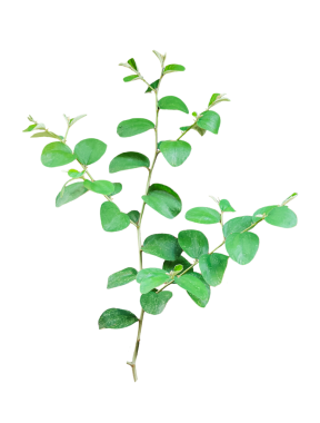 Bir dalda yeşil yapraklar, png resmi, yapraklı yeşil bitki, şeffaf arkaplanda yeşil bitki