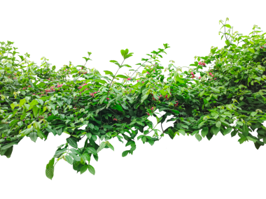 Beyaz bir arka planı olan yeşil bir ağaç, ortasında yeşil bir bitki olan bir çalı, üzerinde çiçekler olan bir çalı, png 'de izole edilmiş yeşil çimen, yeşil bir bitkinin resmi.