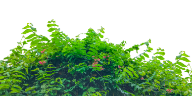 Yeşil yapraklı ve çiçekli bir çalı, yeşil yapraklı ve çiçekli iki ağaç, yeşil çimen kenarı, yeşil çimen kenarı, çerçeve için yeşil sarmaşık çerçeveli,