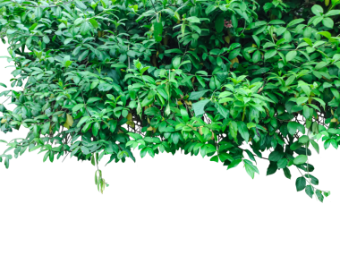 Beyaz arka planda yeşil sarmaşık bitkisi, üzerinde yeşil yapraklar ve çiçekler olan iki ağaç, yeşil kenarlı yeşil ağaçlar çiziliyor.