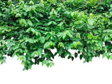 Yapraklı yeşil bitkiler, yeşil yapraklı ve çiçekli iki ağaç, yeşil çimen kenarı, yeşil çimen kenarı, çerçeve için beyaz alanlı yeşil sarmaşık çerçeve, yeşil ağaçlar çizilir